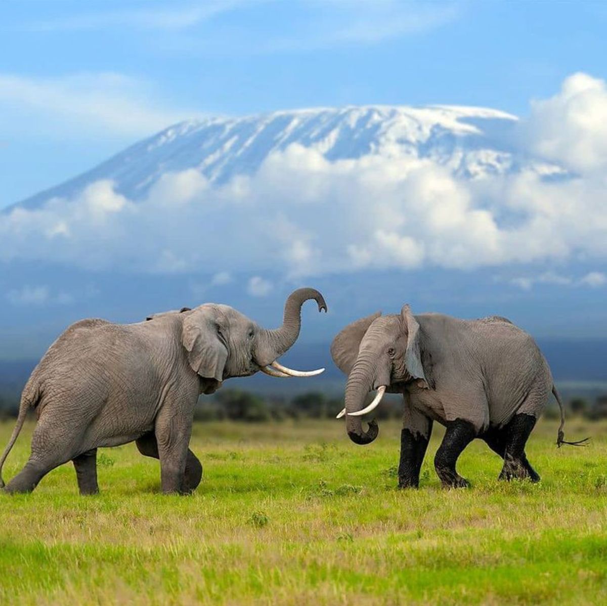 Amboseli Elephants
