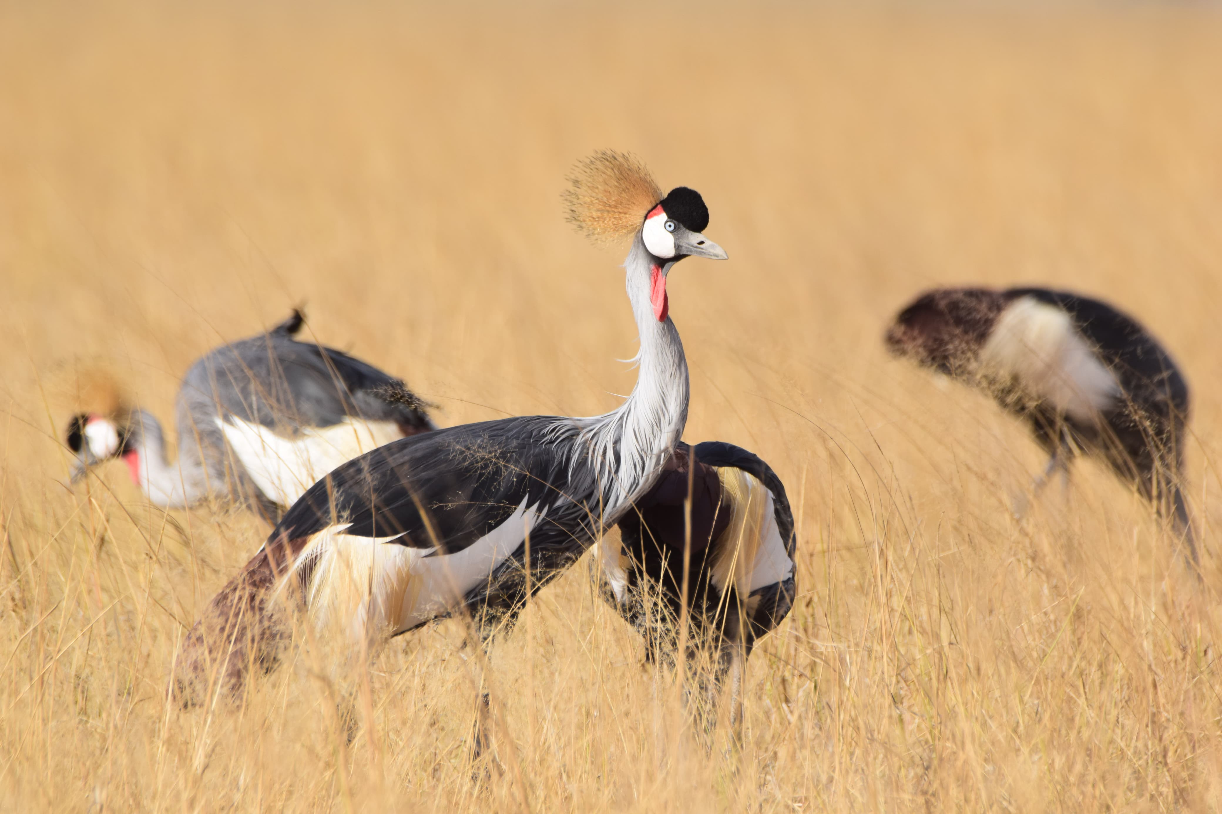 7 Days 6 Nights Kenya Premium Parks and Reserves Safaris Itinerary 